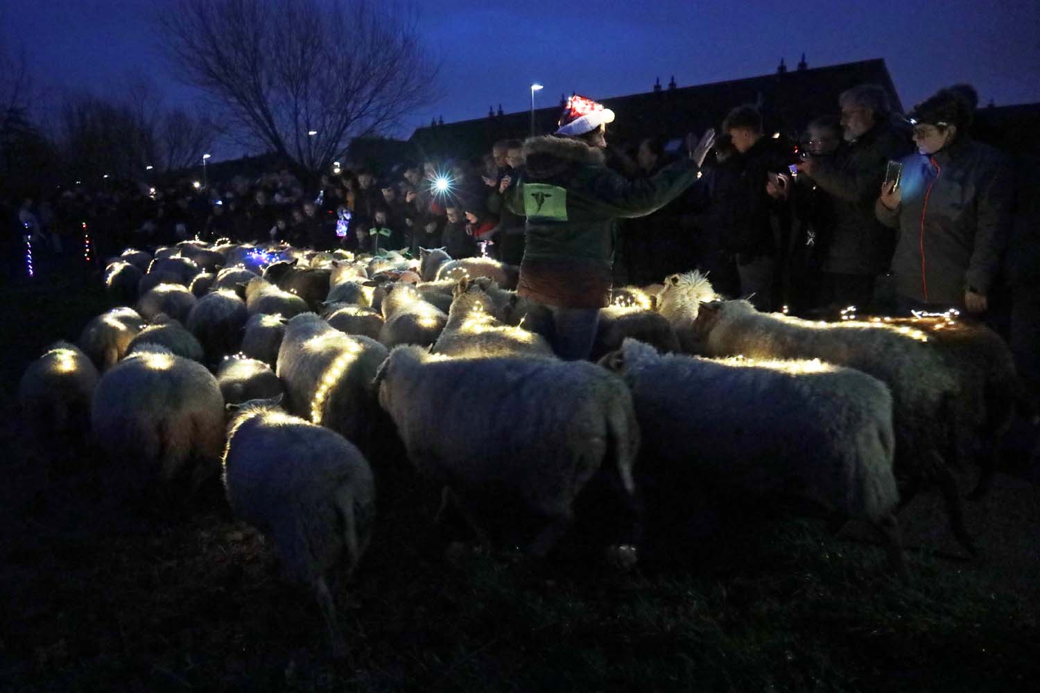 Sheeplighting in Woudhoek, Schiedam - 21 december 2019