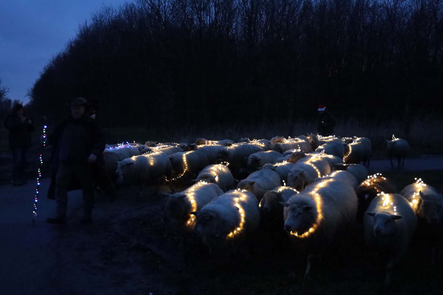 Sheeplighting in Woudhoek, Schiedam - 21 december 2019